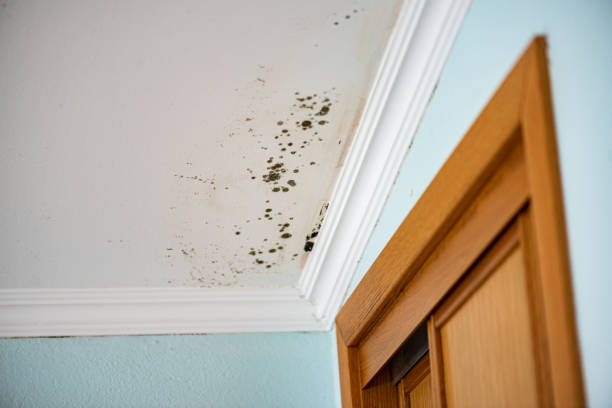Best White Mold Remediation in Marengo, IL