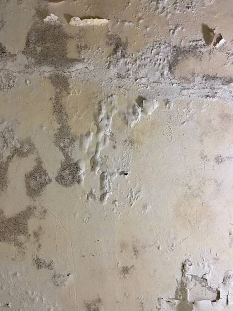 Best Bathroom Mold Remediation in Marengo, IL