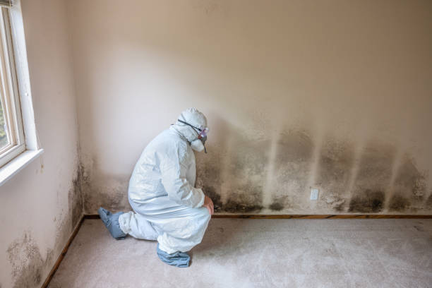 Best Emergency Mold Remediation in Marengo, IL